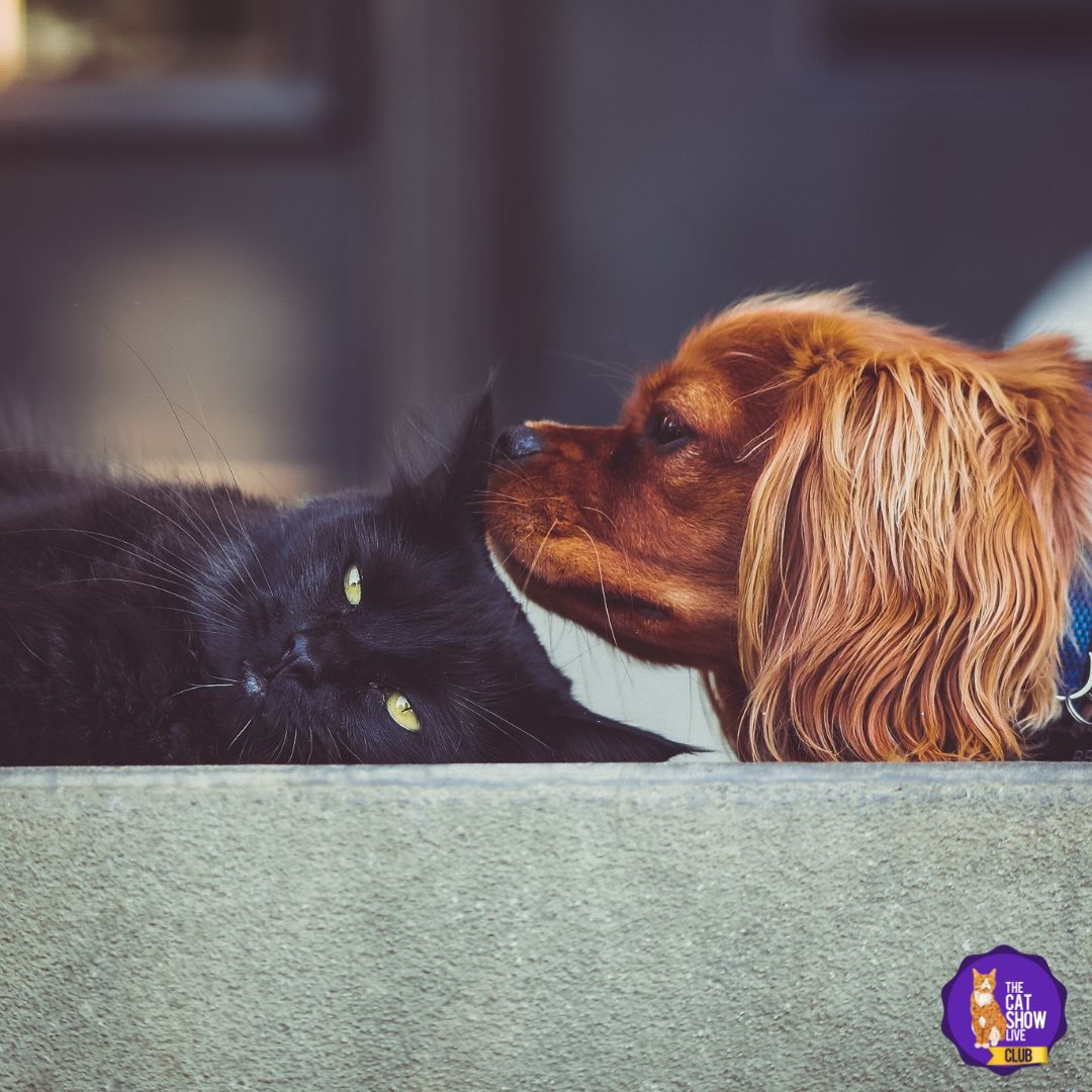 Cat and Dog