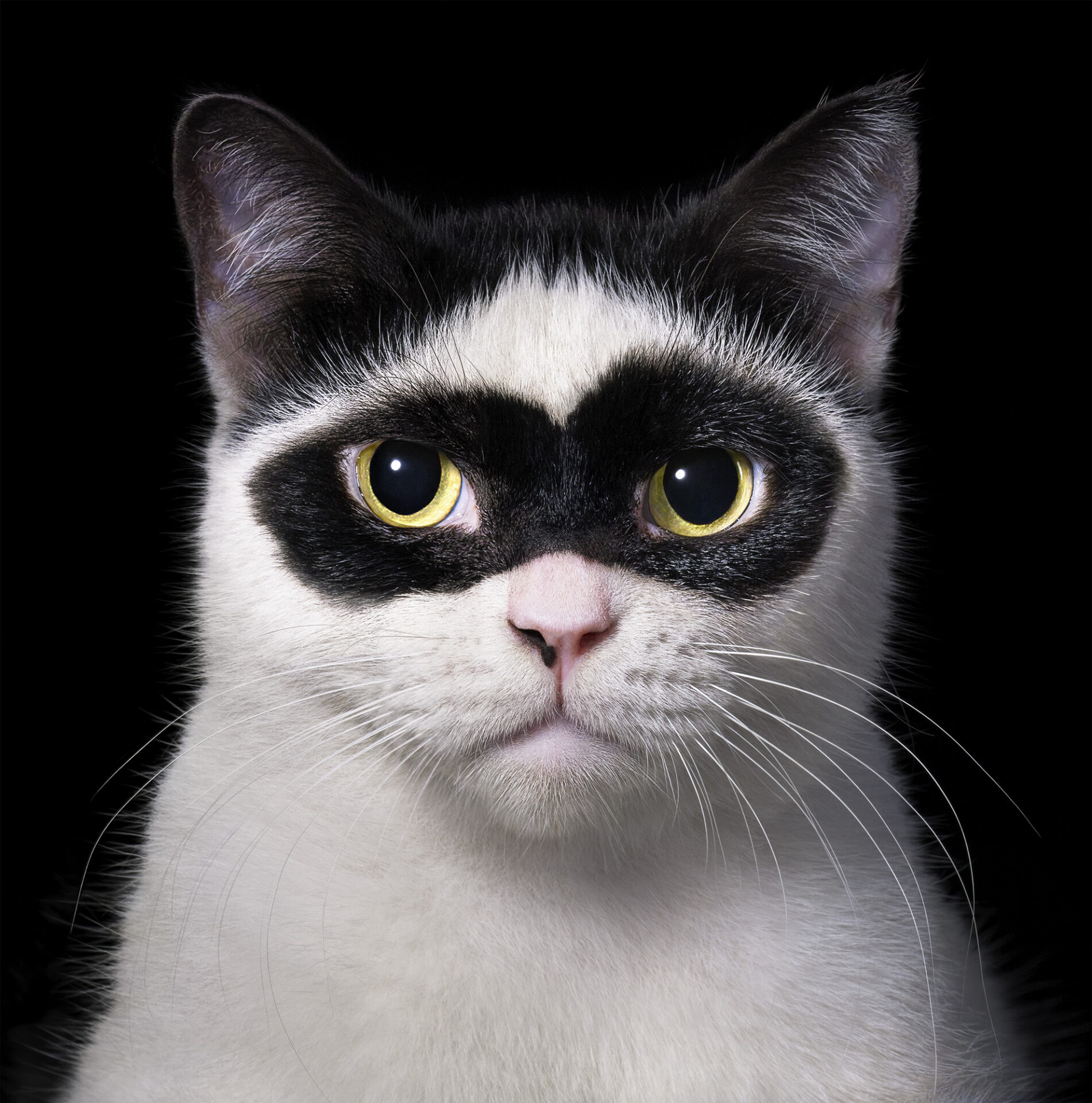 Bandit Portrait 2000px 72 dpi