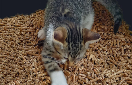 kitten scatching kittilitt