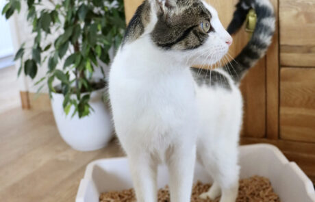 Kittilitt standing