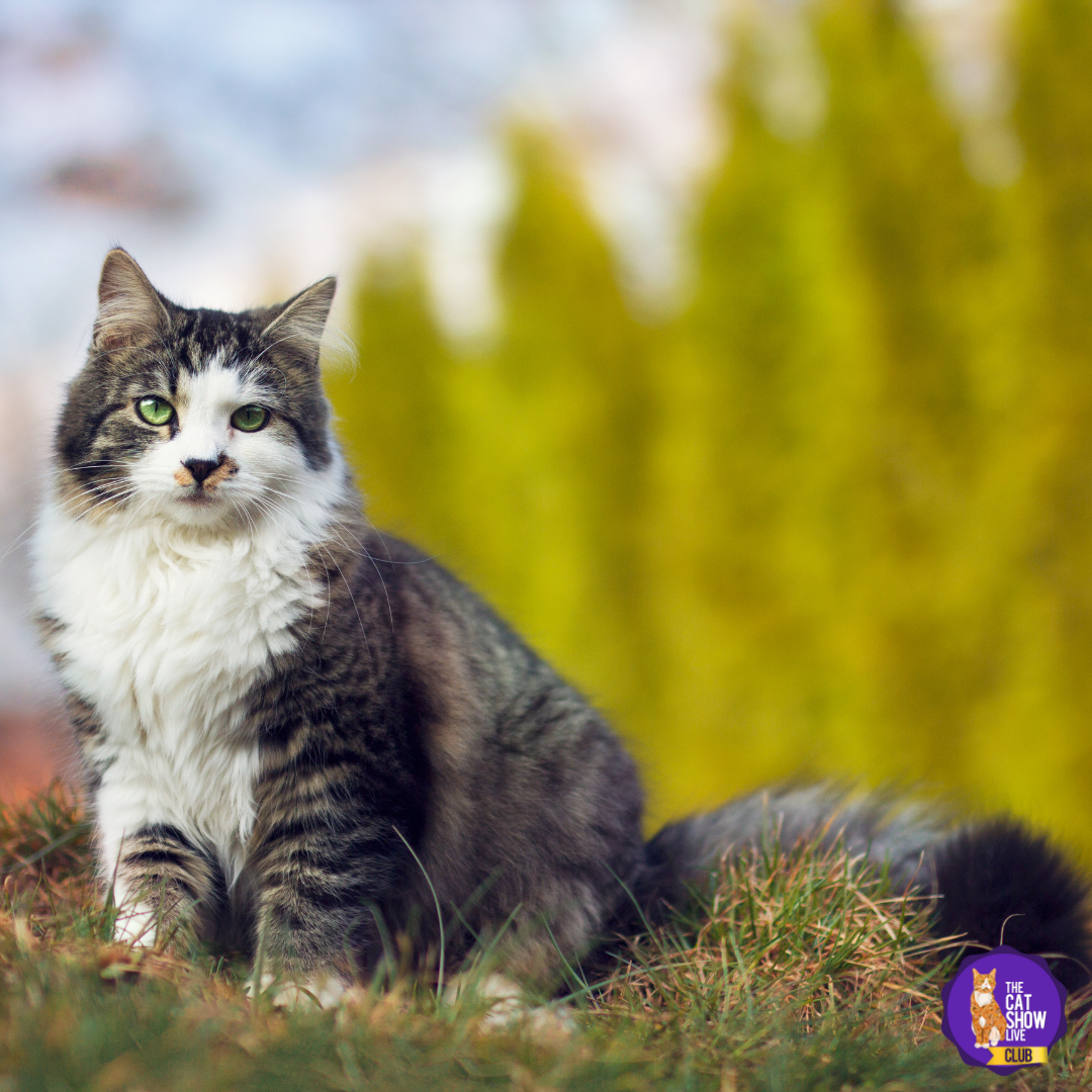 Cat Bereavement