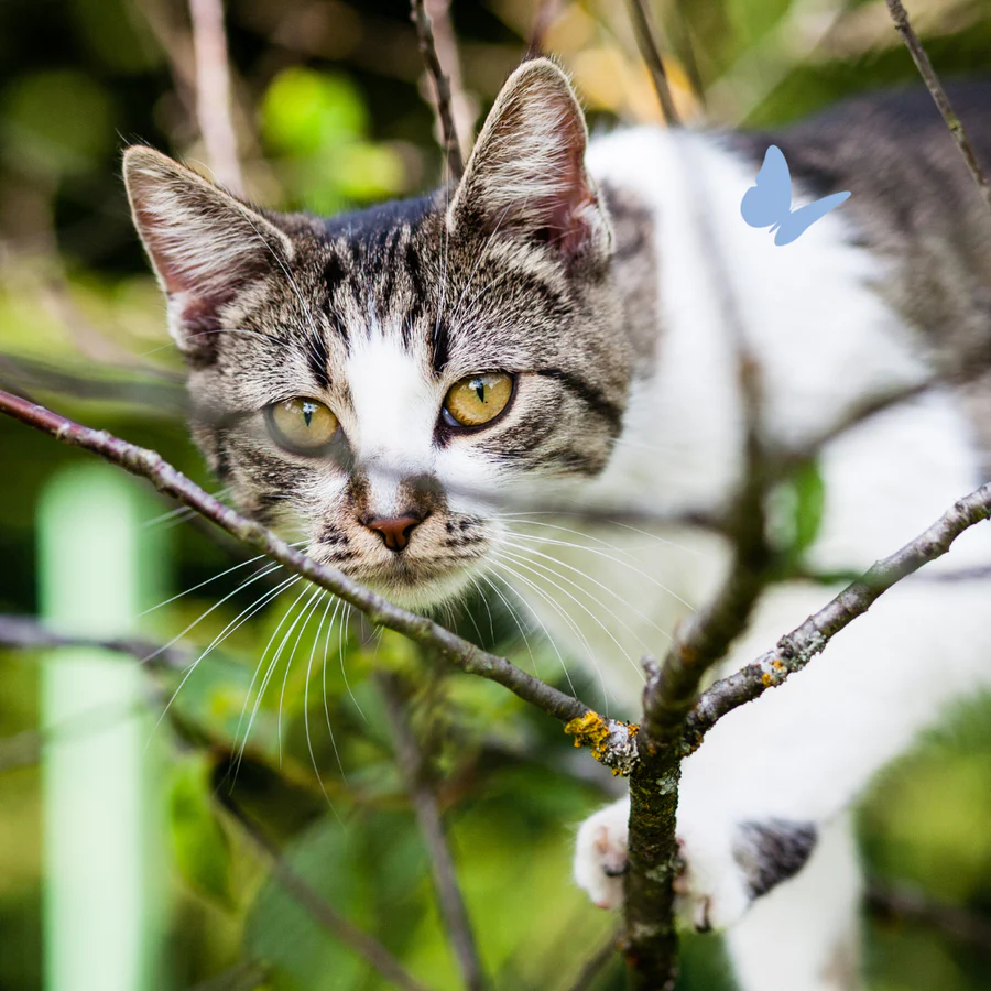 cat_hunting_f0309590-e6d3-42d5-acf6-482503547948_900x