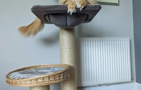 MaxiCatTowerwithMaineCoonBelle_1800x1800